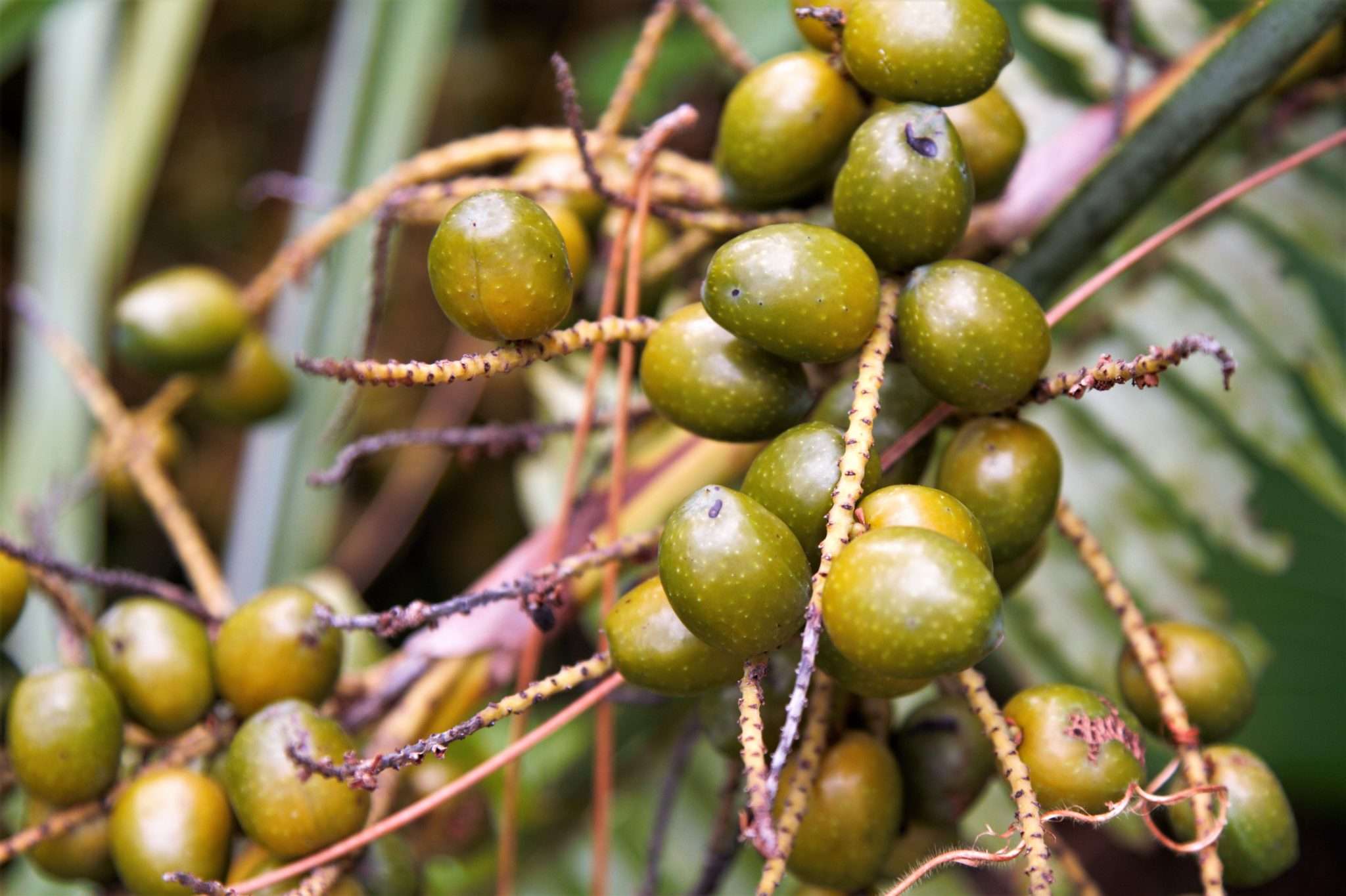 saw-palmetto-for-hair-loss-does-it-work-bosley